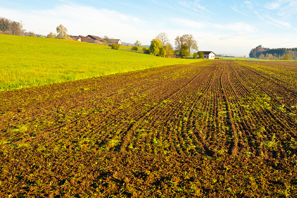 Cómo comprar un predio agrícola en Chile: guía completa para no equivocarse